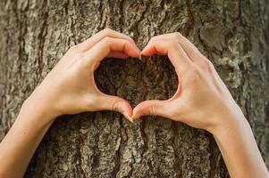 amando la naturaleza. primer plano de manos gesticulando forma de corazón en el árbol foto