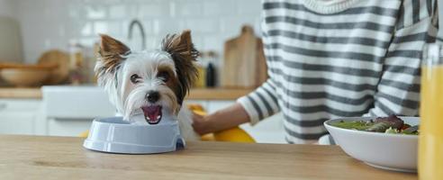 Close-up of woman feeding her cute dog while sitting at the kitchen island photo