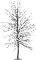 Silver Maple Not Pruned Since Setting Out, vintage illustration. vector