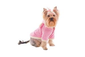 Cute dog in pink. Cute Yorkshire terrier in pink clothes looking up while being isolated on white background photo