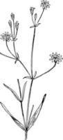 Grasslike Starwort vintage illustration. vector