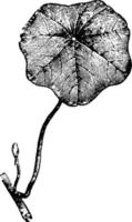 Peltate Leaf of Indian Cress vintage illustration. vector