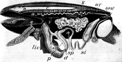 Dissected Frog, vintage illustration. vector