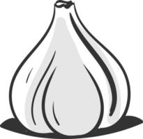 Garlic drawing, illustration, vector on white background