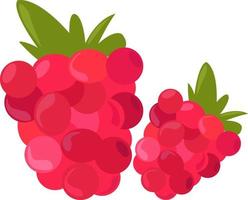 Raspberry, illustration, vector on white background.