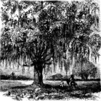 Oak vintage illustration. vector