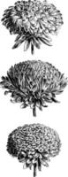 Flower-Heads of Callistephus Chinensis Vars vintage illustration. vector