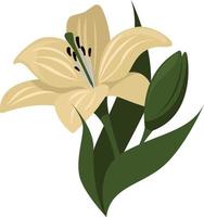 Lilium flower, illustration, vector on white background