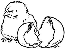 Newly Hatched Chick, vintage illustration. vector