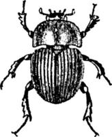 Dung Beetle, vintage illustration. vector