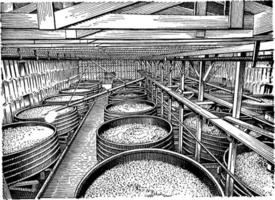 Wine Vats, vintage illustration. vector