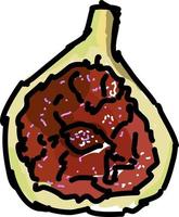 Purple fig, illustration, vector on white background.