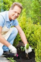 hombre de jardinería. apuesto hombre maduro en delantal cuidando plantas mientras se arrodilla en invernadero foto