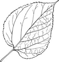Genus Morus, L. Mulberry vintage illustration. vector