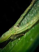 araña en una hoja. foto