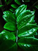 Green leaves on dark background photo