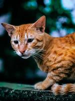 Cat on a wall. photo