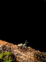 Colourful spider on a branch. photo