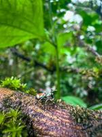 Colourful spider on a branch. photo