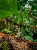 Colourful spider on a branch. photo