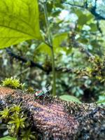 Colourful spider on a branch. photo