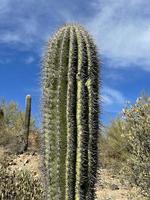 vista de cactus de arizona foto