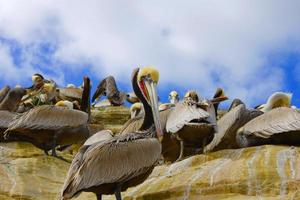 Flock of pelicans photo