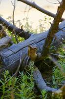 Chipmunk on branch photo