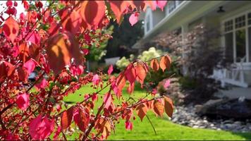 autumn red leaves shining in front of a house video