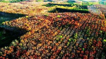 aerial view autumn Trees that change colors to shed their leaves in summer. High up photos of trees during season change. orange, green, red, yellow tones in the trees. video