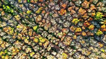 vista aérea árboles de otoño que cambian de color para arrojar sus hojas en verano. fotos altas de árboles durante el cambio de estación. tonos anaranjados, verdes, rojos, amarillos en los árboles. video