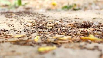 il opera e vita di foresta formiche nel il formicaio. un' gruppo di nero formiche a piedi su il terra. video