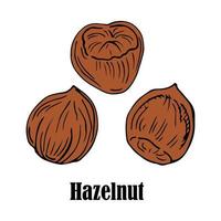 Vector hand drawn hazelnut for template label, packing and emblem farmer market design. Retro sketch