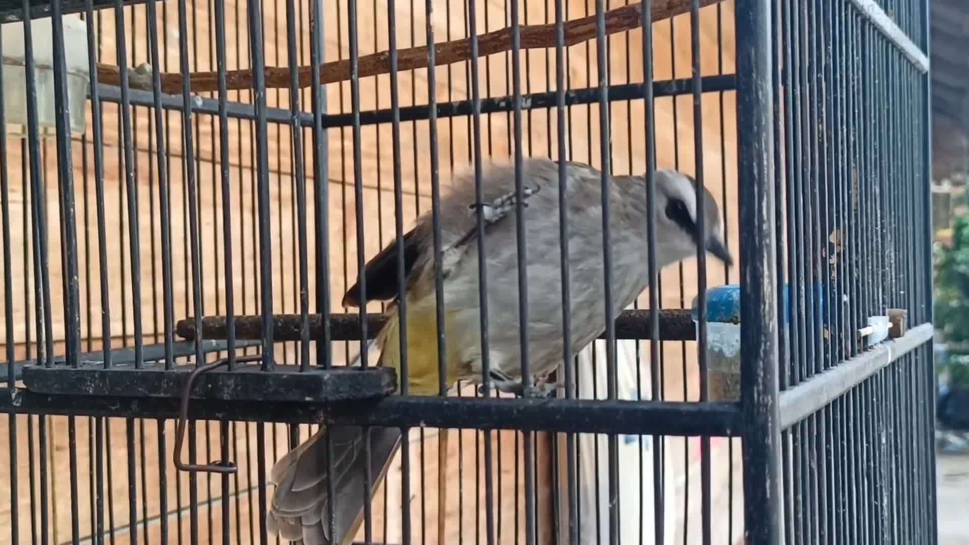 Singing Bird Stock Video Footage for Free Download Singing Bird Stock Video Footage for Free Download