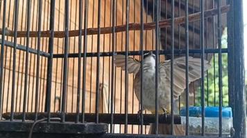 Merbah cerukcuk birds are having fun and dancing in a cage while singing video