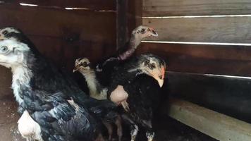 vu que les poulets se rassemblent pour être inclus dans mon enregistrement, ces poulets je suis heureux d'enregistrer video