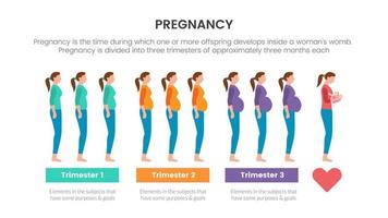 pregnancy infographic concept for slide presentation with 3 point list data information with trimester process pregnant vector