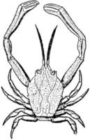 Masked Crab, vintage illustration. vector
