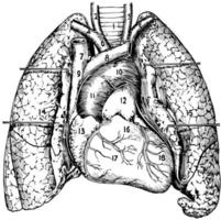 Heart and Lungs, vintage illustration. vector