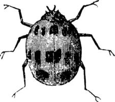 Ladybug, vintage illustration. vector