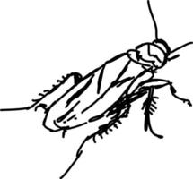 Bug sketch, illustration, vector on white background.