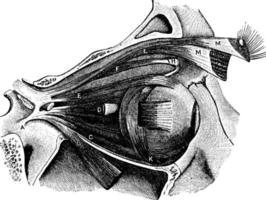 músculos del globo ocular, ilustración vintage. vector
