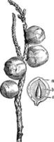 Fruiting Twig of Juniperus Californica vintage illustration. vector