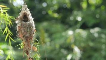 nid suspendu d'un petit oiseau video