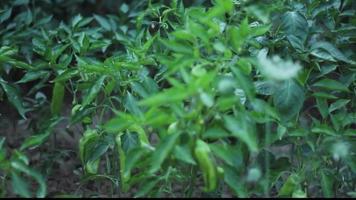 chili plant with many ripe green chilis. The wind moving the plants leaves. Hot chili pepper that grows upright.