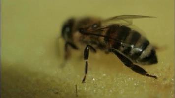 abejas en una colmena, imágenes macro extremas. los insectos que trabajan en colmenas de abejas recolectan néctar del polen de las flores, produciendo miel. concepto de apicultura, trabajo colectivo. hd. video