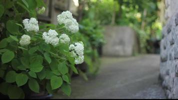 vit blommor med träd och löv blåser i de vind. Häftigt atmosfär. skön blommor video