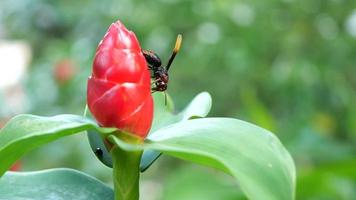 dichtbij omhoog van een wesp Aan een rood knop gember of costus speciosus video