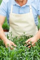 Making the world green. Cropped image of man in apron taking care of plants while standing in greenhouse photo