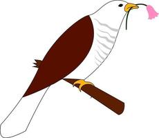 Cuckoo bird, illustration, vector on white background.